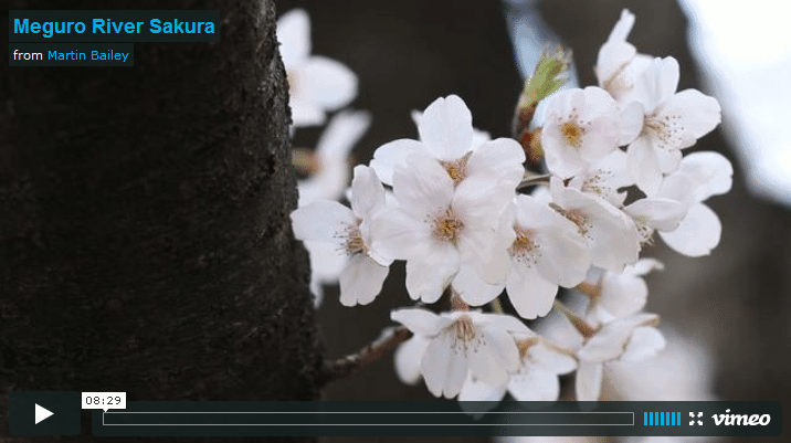 Meguro River Sakura Video