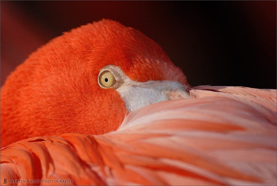 The "Original" Pink Flamingo's Stare [C]