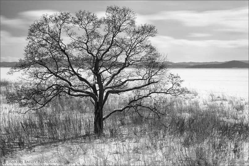 Saroma Lake Tree