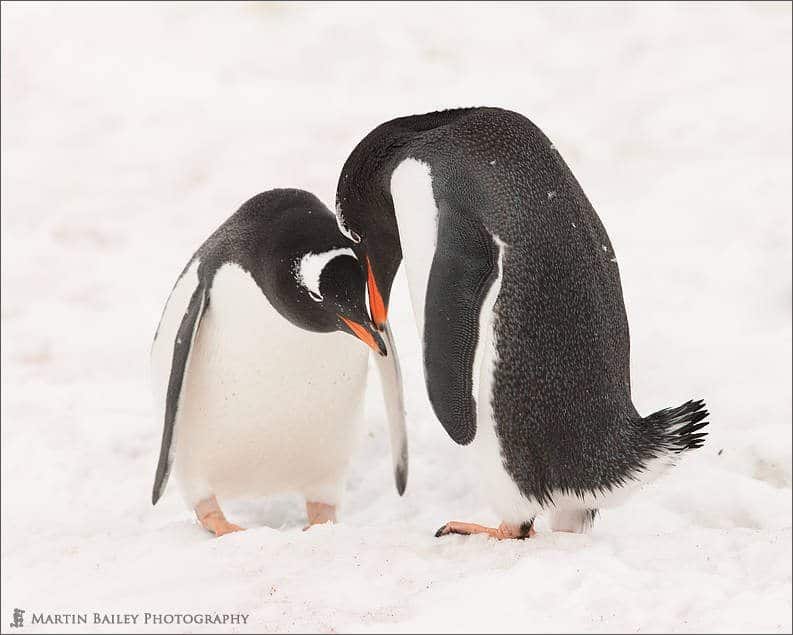 Gentoo Penguins Courting