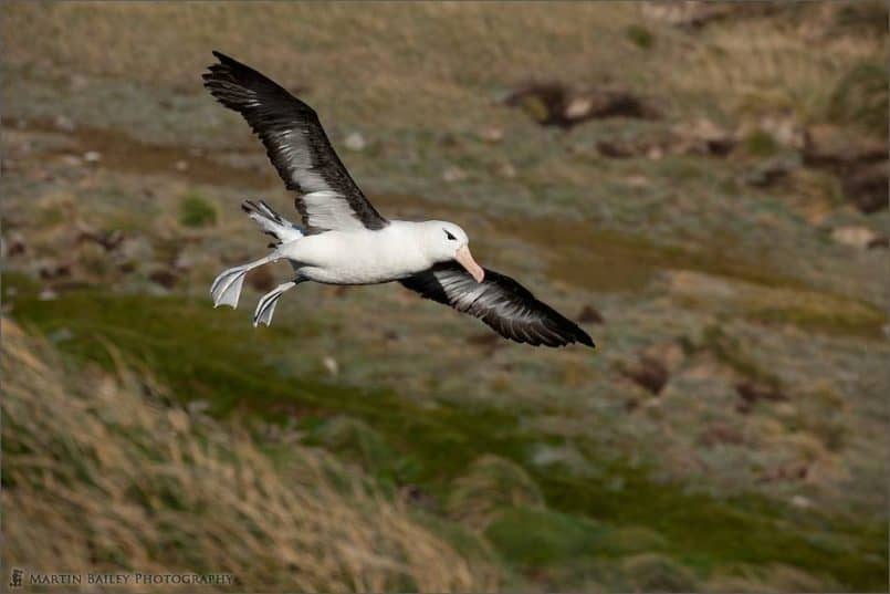 Blackbrowed Albatross in Flight