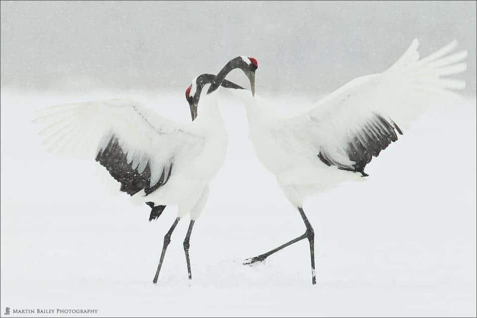 Courting Cranes