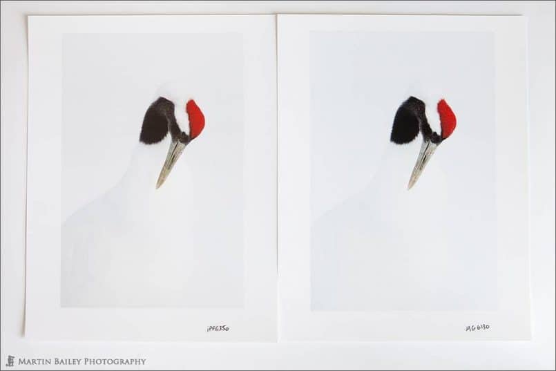Red Crowned Crane Examples