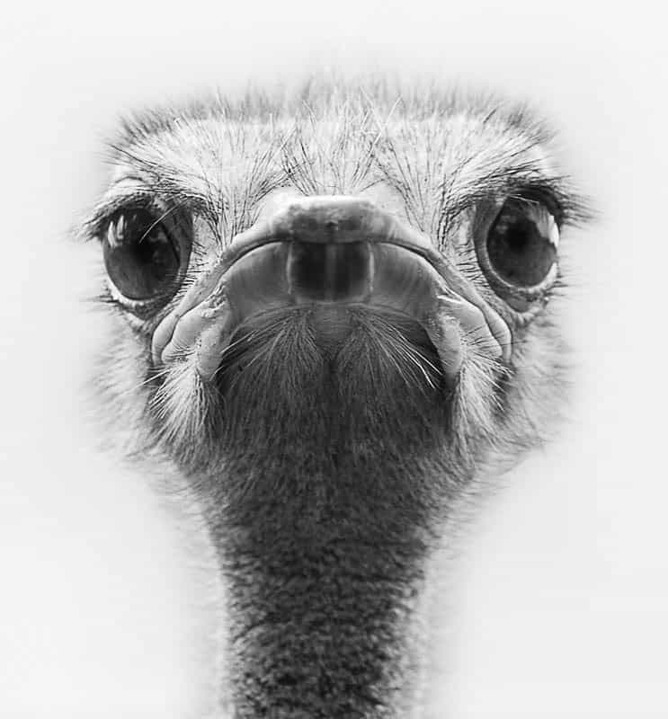 Ostrich Eyes © Leslie Granda-Hill
