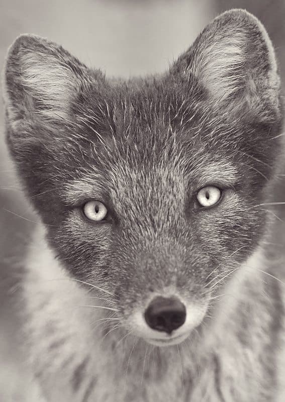 Foxy © Dan Newcomb