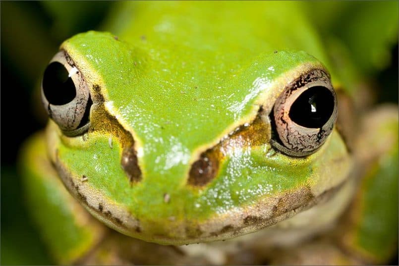 Rain Frog Eyes © Martin Bailey