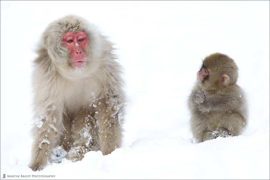 Podcast 307 : New 2012 Snow Monkey and Hokkaido Winter Wildlife Wonderland Tours