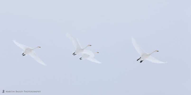 Four Whooper Swans  in Flight