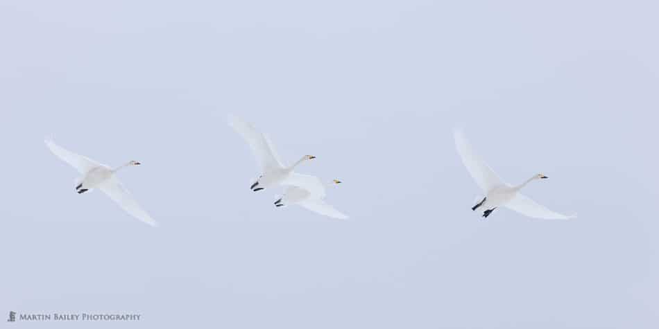 Four Whooper Swans in Flight