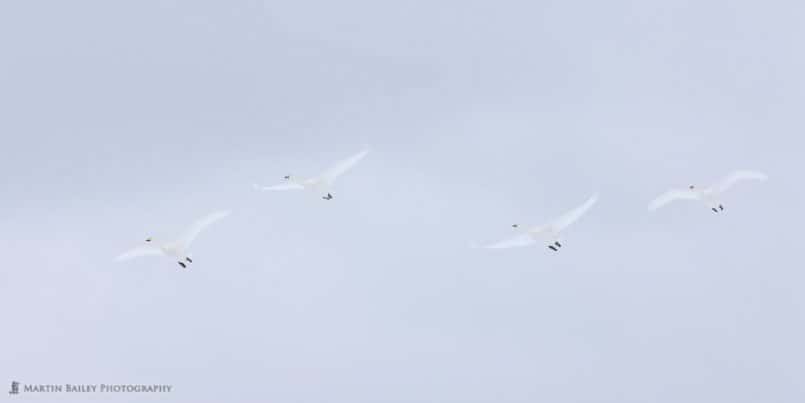 Four Whooper Swans  in Flight