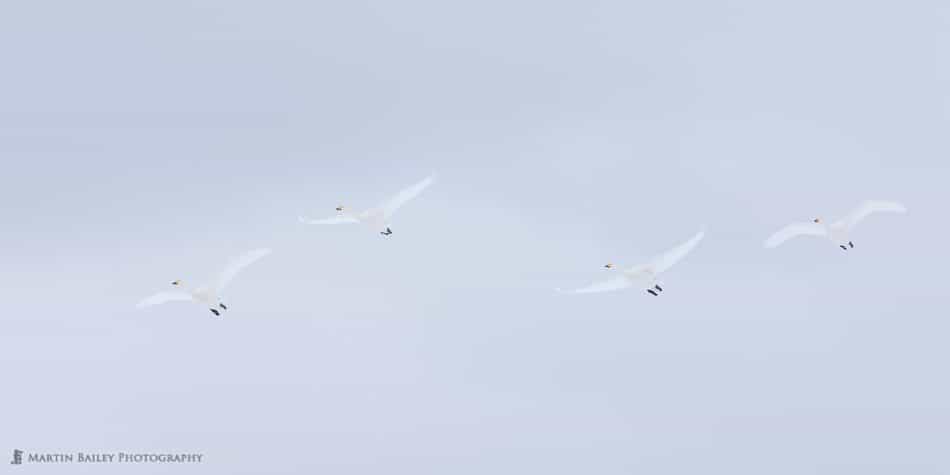 Four Whooper Swans in Flight