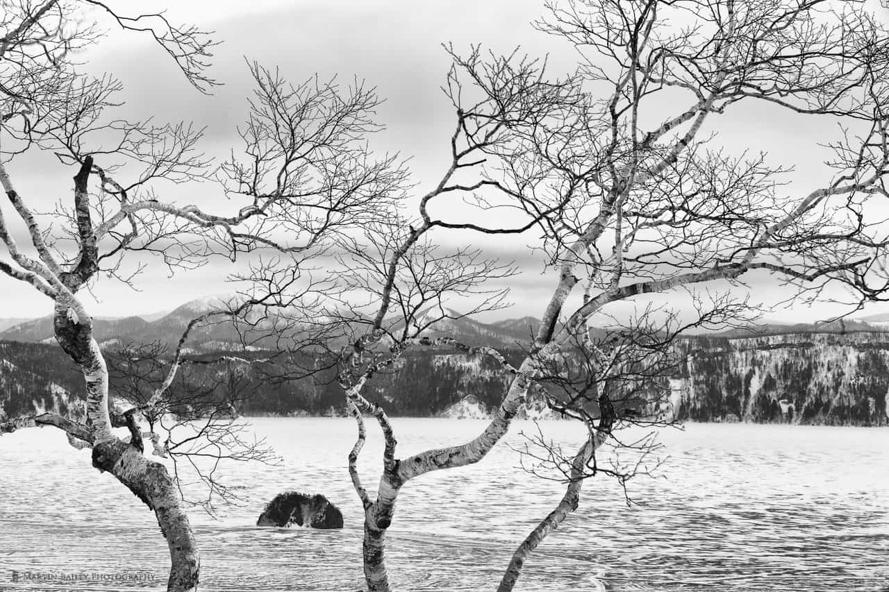 Birch Tree & Mashuu Lake
