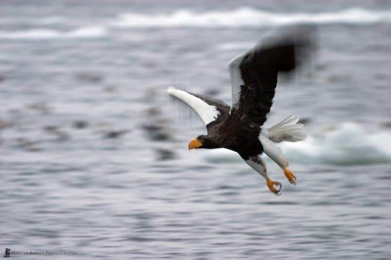 Flying Steller's Sea Eagle