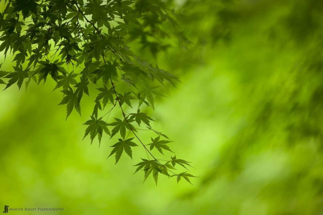 Dark on Light Green Japanese Maple Leaves
