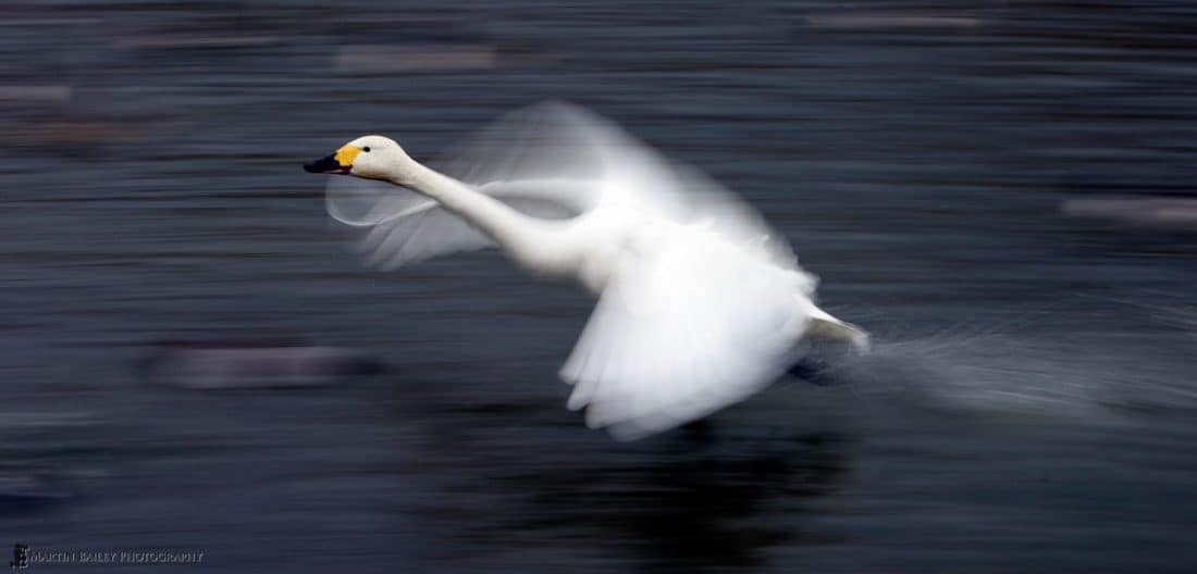 Swan Taking Flight