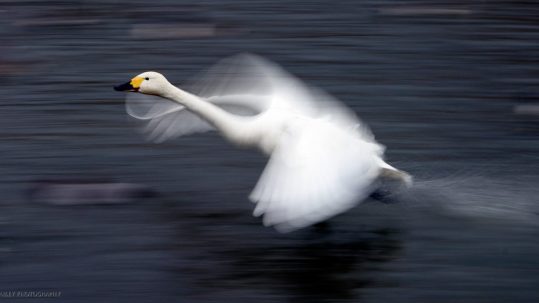 Swan Taking Flight