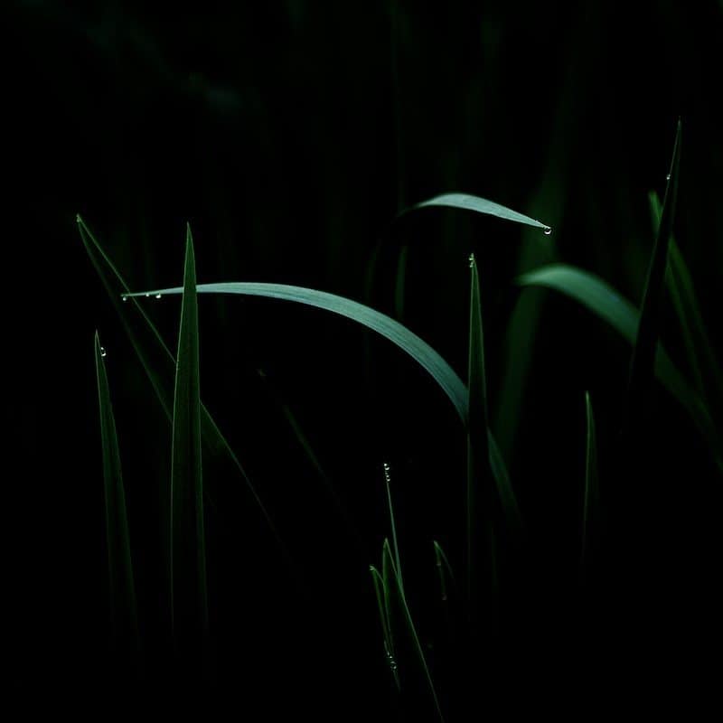 "Snakes in grass" © Wythe Whiting