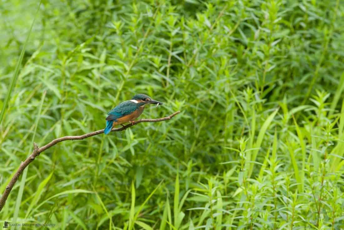 Common Kingfisher - Stationary