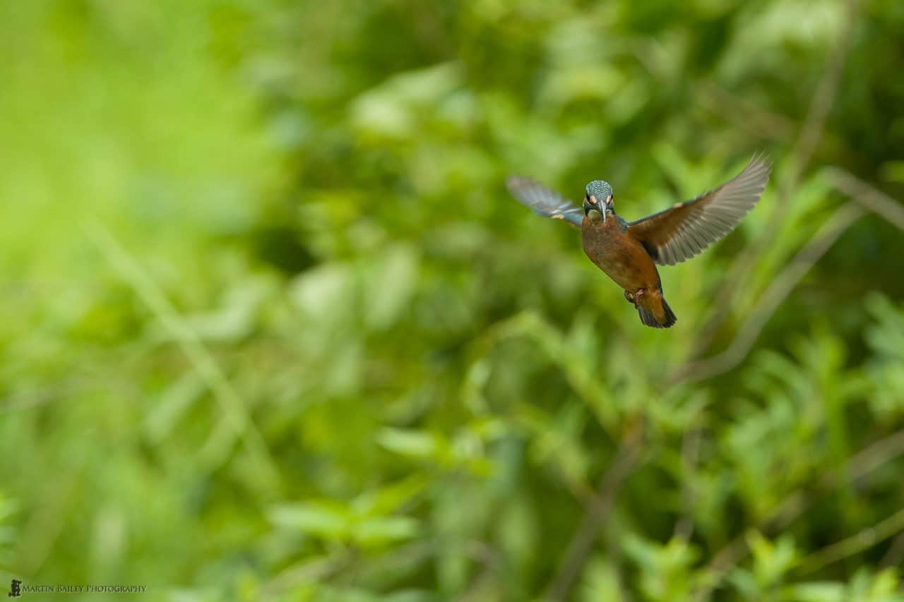 Common Kingfisher Hovering