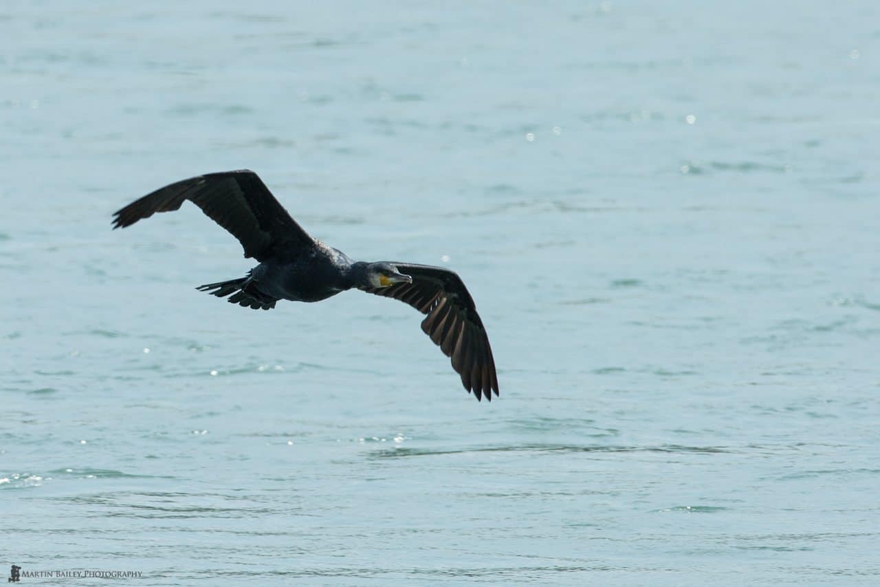 Common Cormorant (f/8, 1/1600, ISO 800)
