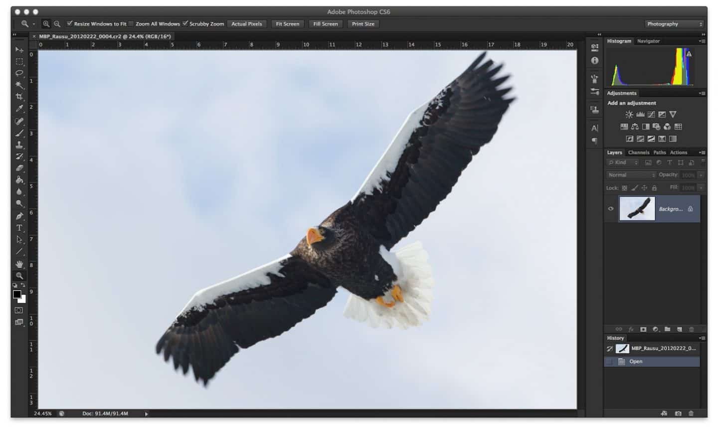 Stellers Sea Eagle in Photoshop CS6