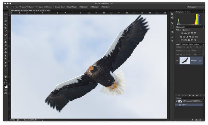 Steller's Sea Eagle in  Photoshop CS6