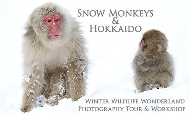 Snow Monkeys & Hokkaido Tour and Workshop