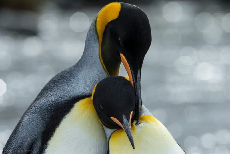 King Penguin Tender Moment