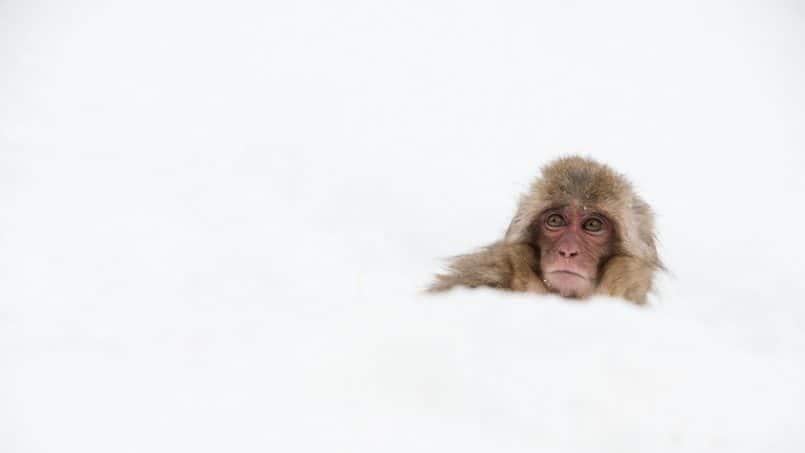 Snow Monkey by David duChemin