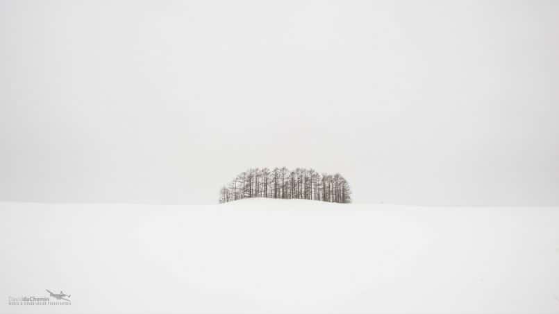 Hokkaido Trees by David duChemin