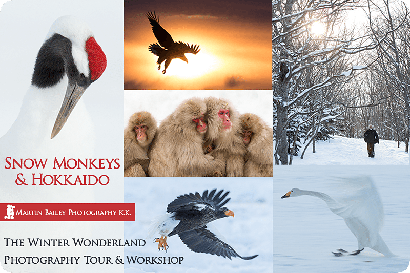 Snow Monkey & Hokkaido Tours & Workshops