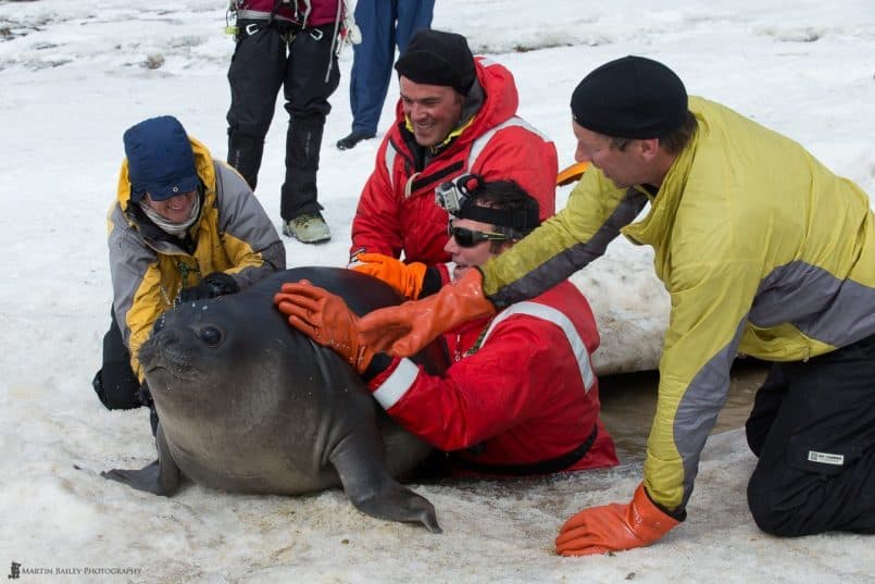 Aurora Staff Rescuing the last Elephant Seal