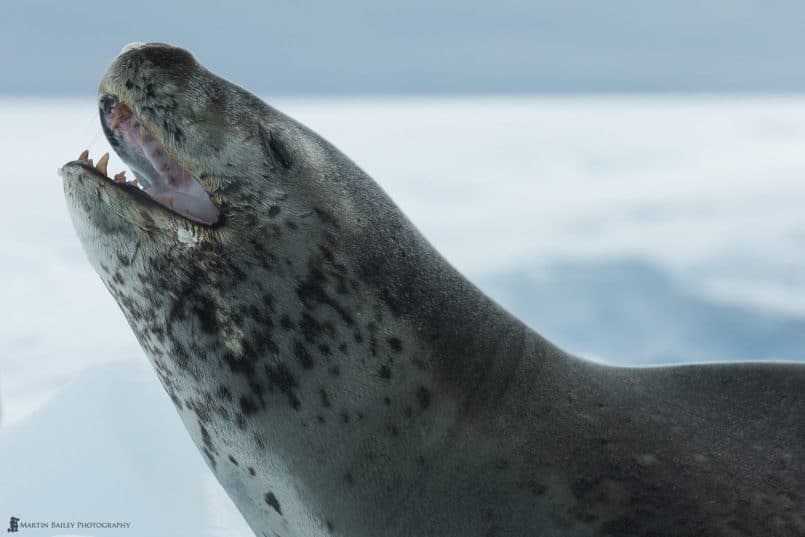 Foaming Leopard Seal