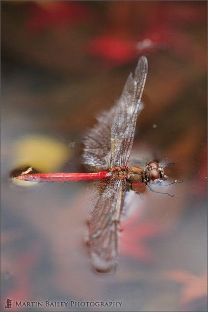 Drowning Dragonfly