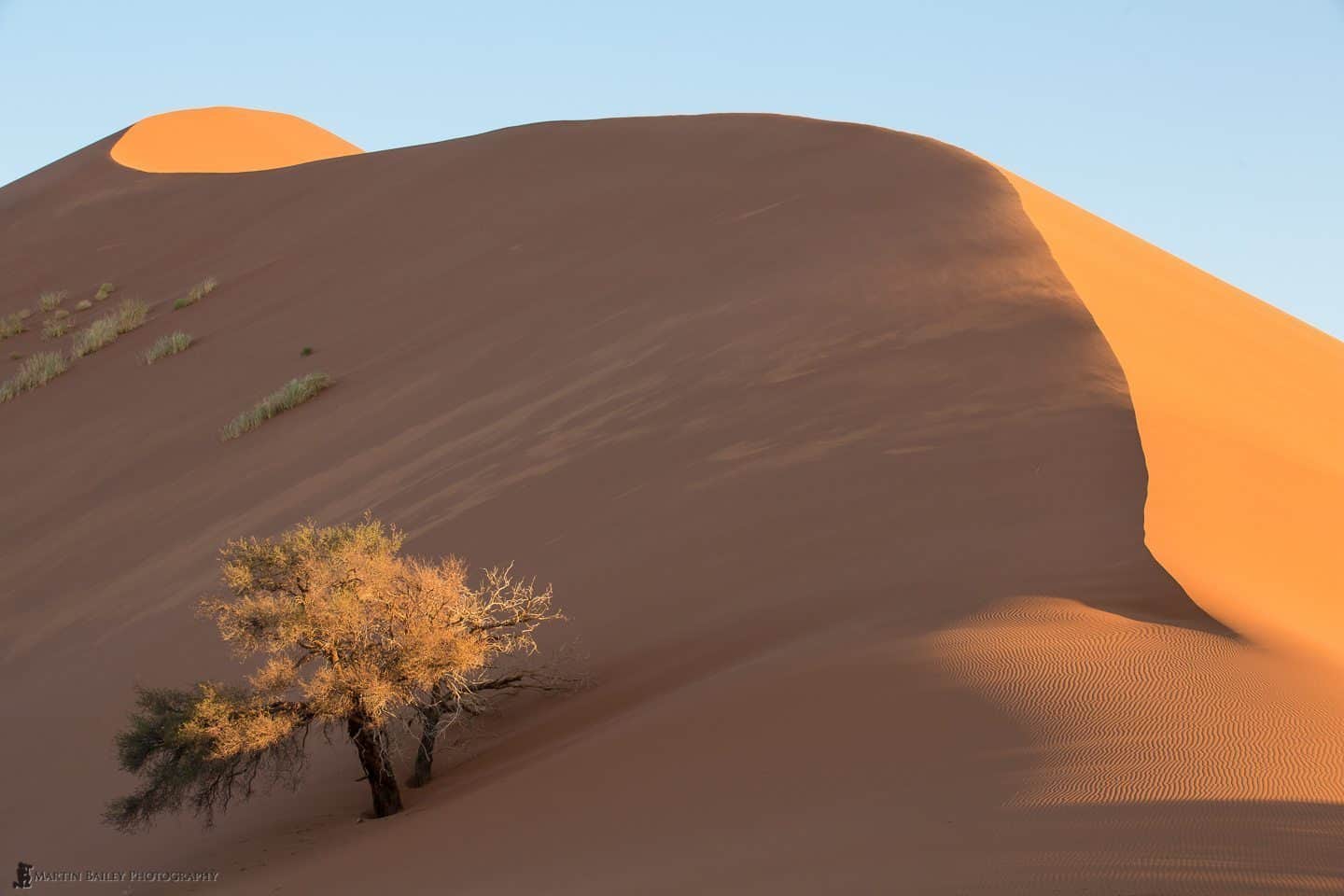Tree in Boiling Sand Dune