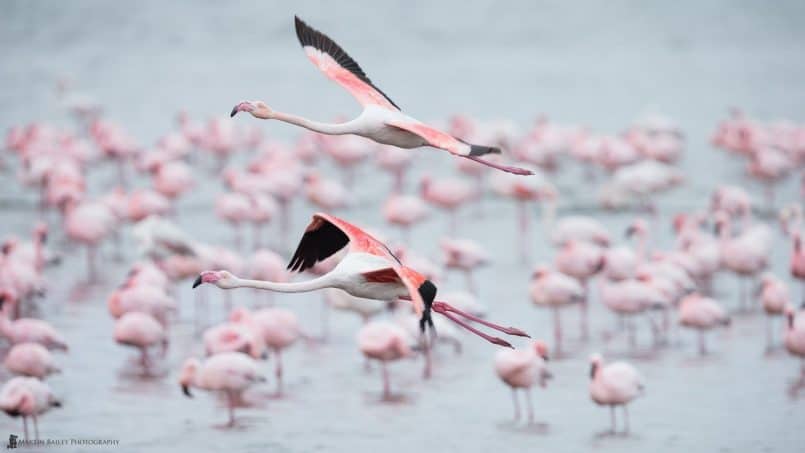 Flamingo Flyby