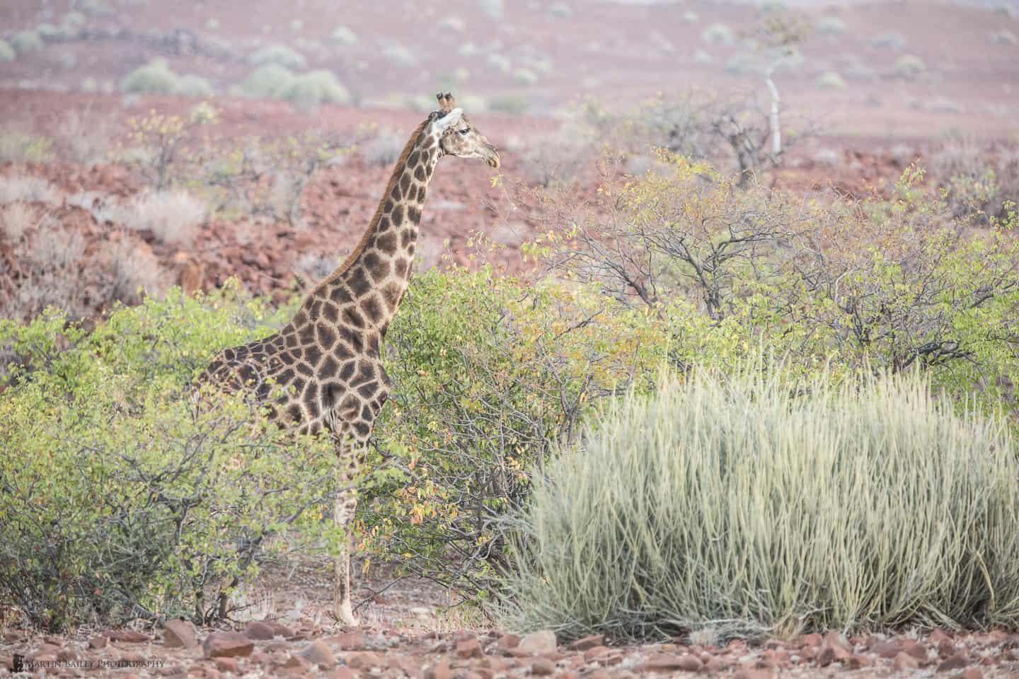 Namibia 2013 Travelogue Part 3 (Podcast 374)