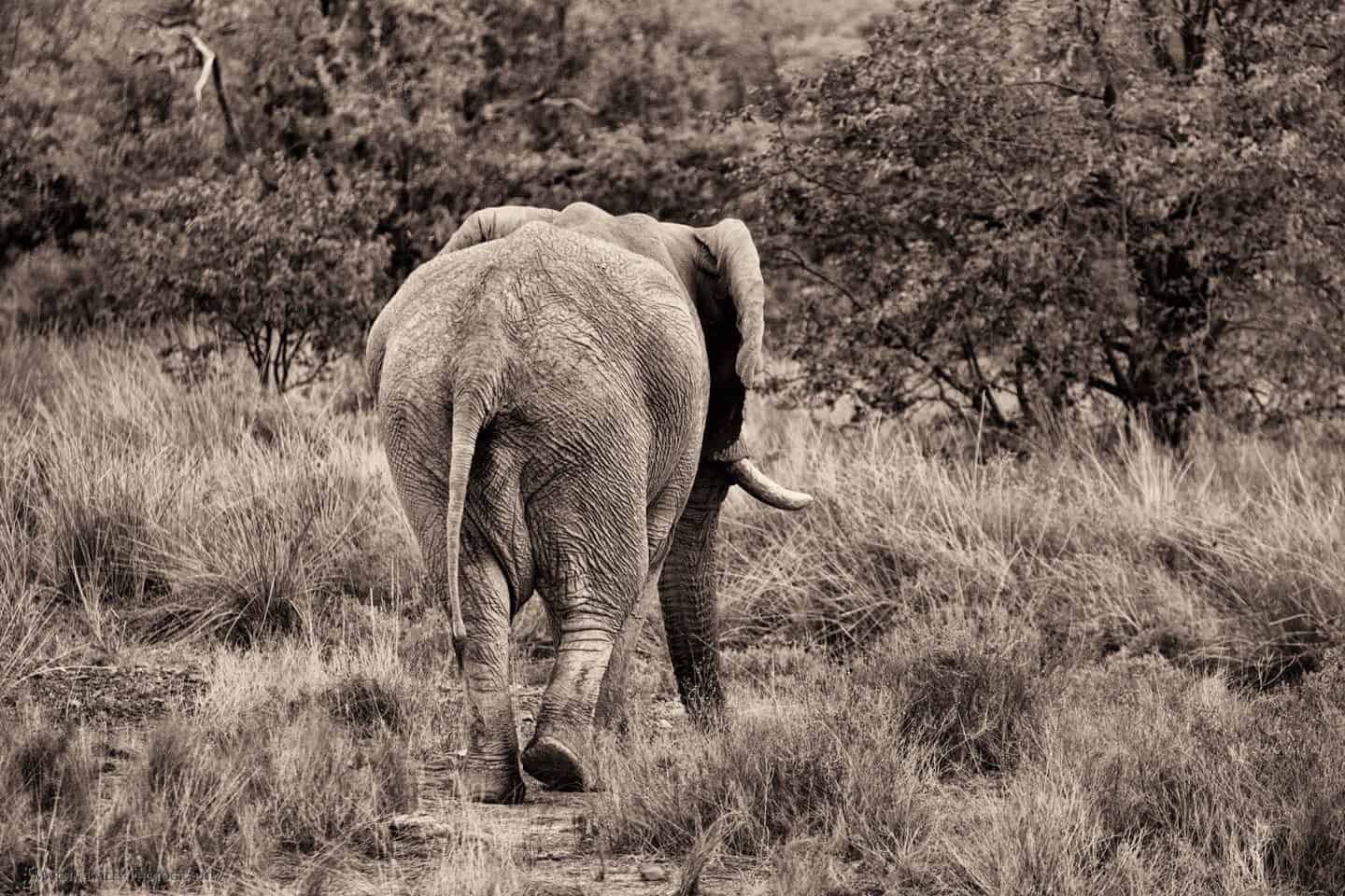 Elephant's Ass