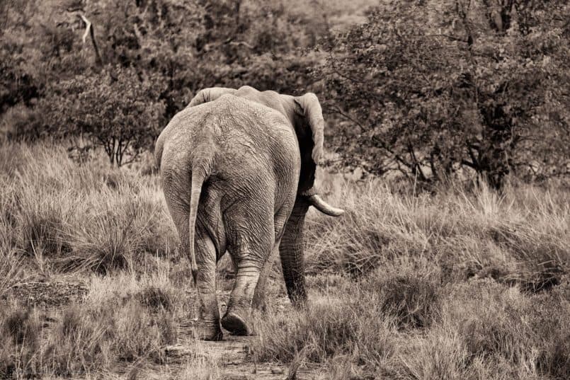 Elephant's Ass
