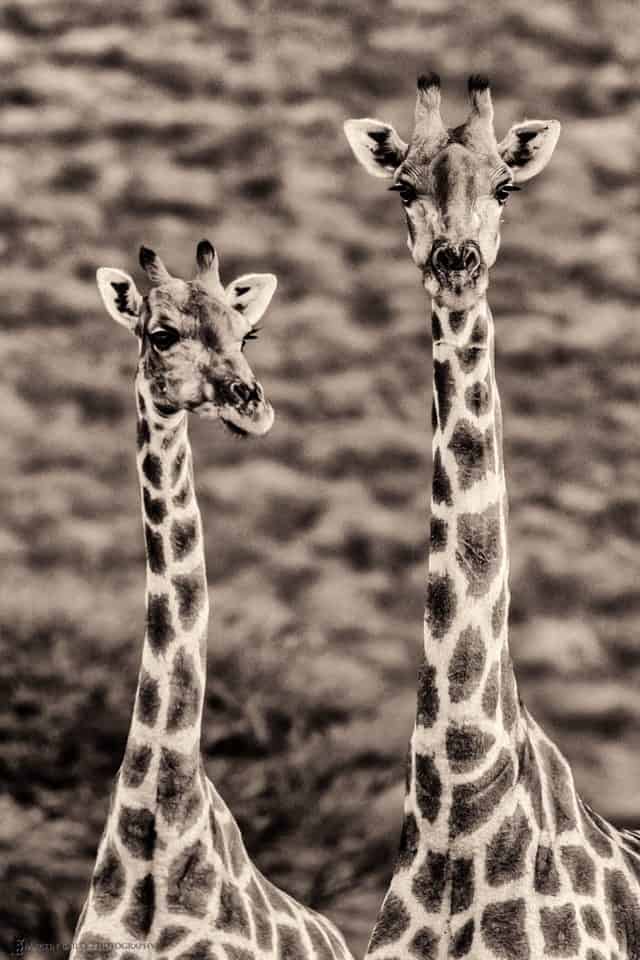 Giraffe Pair