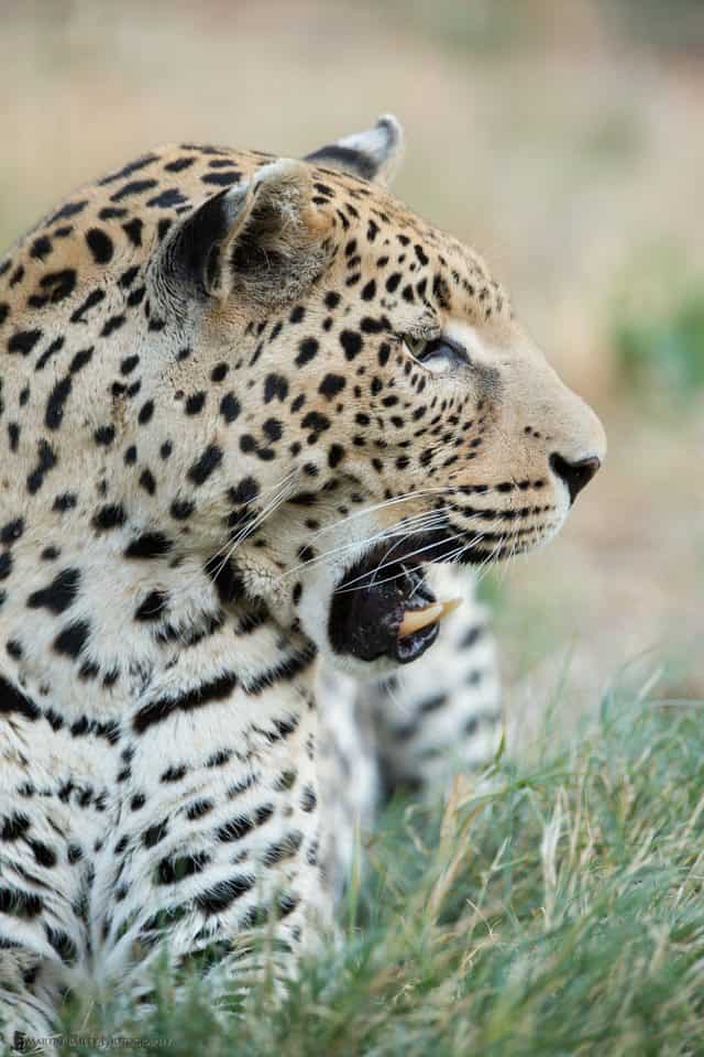 Leopard Profile {C}
