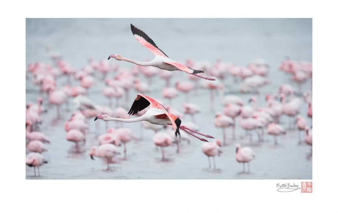 Flamingo Fly-By