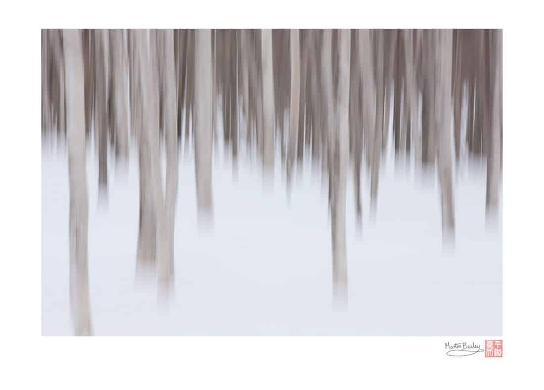 Abstract Birch