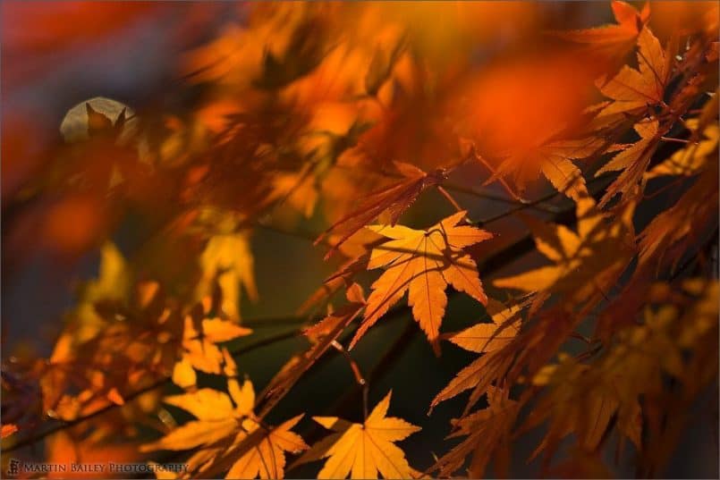 Blurred Foreground Maple Leaves
