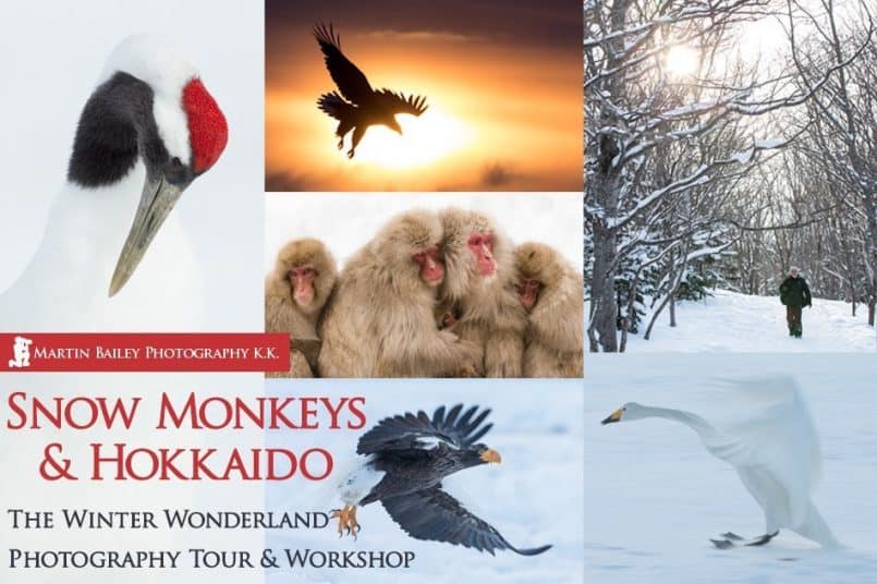 Snow Monkeys & Hokkaido Tours