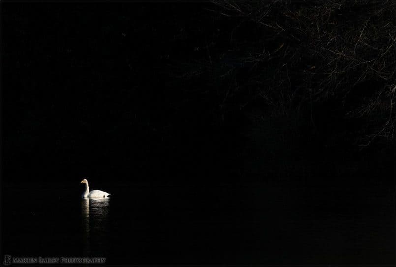 Lone Swan