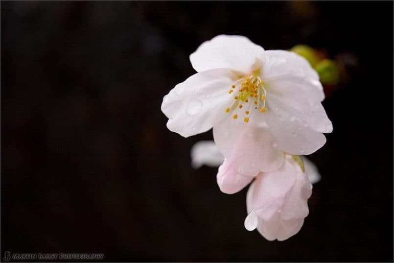 Cherry Blossom 2007 #3