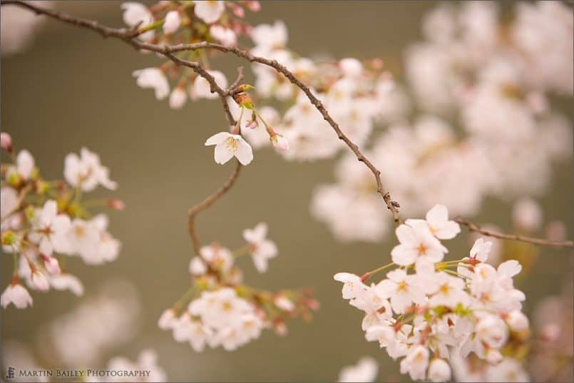 Cherry Blossom 2007 #9