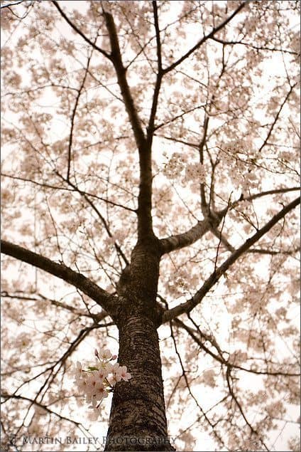 Cherry Blossom 2007 #12