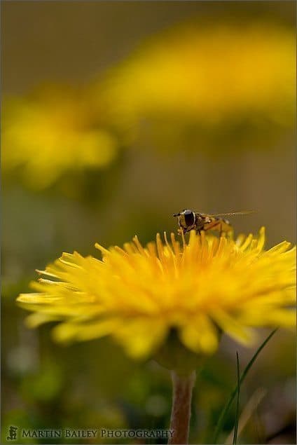 Dandelion with Visitor